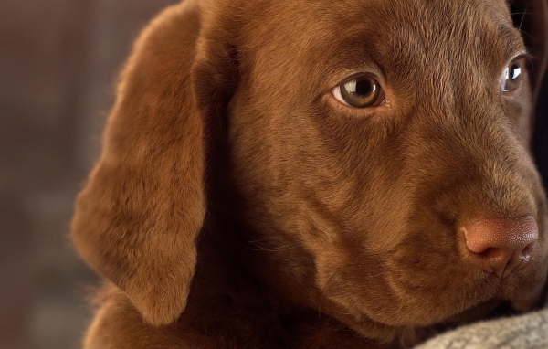 Собачья мордашка