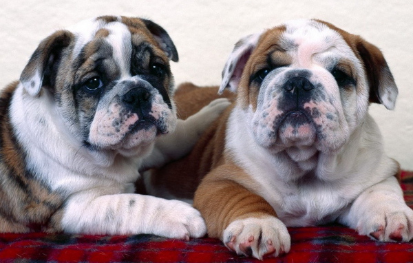 Английский бульдог