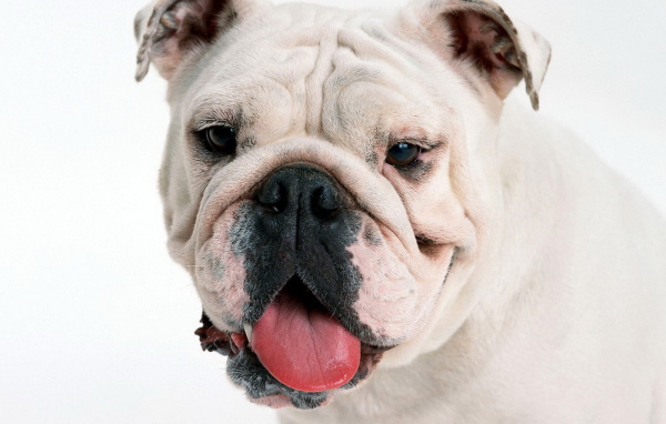 мордашка Английского бульдога