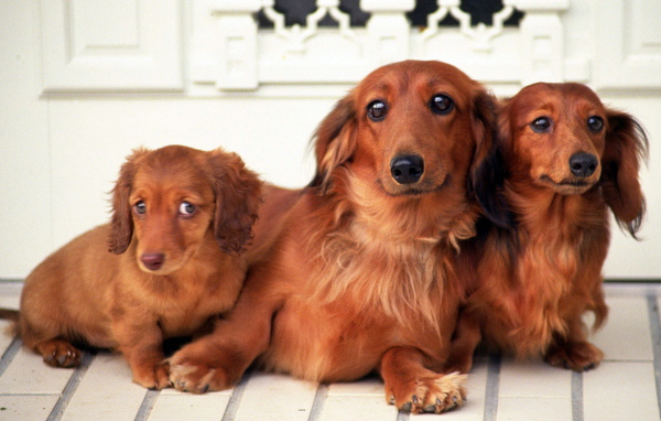 Семейство такс