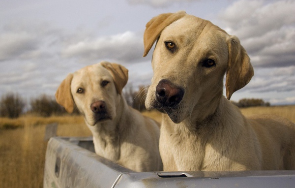 Смешные псы