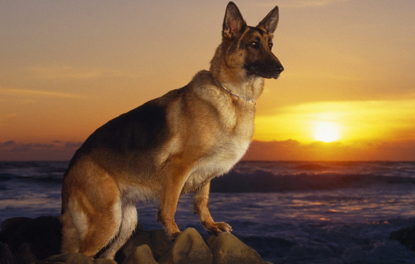 German Shepherd on the shore