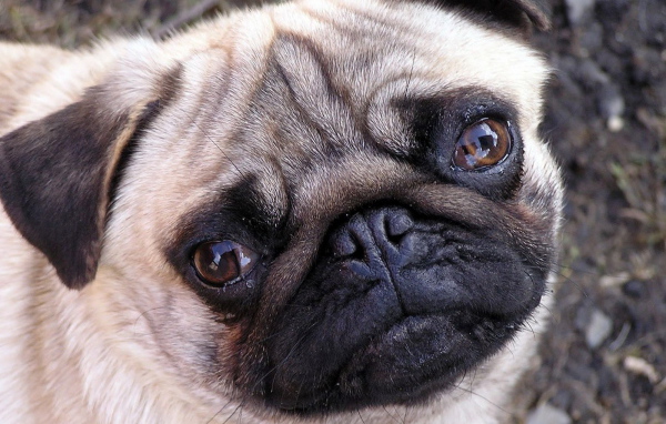 Мордашка мопса