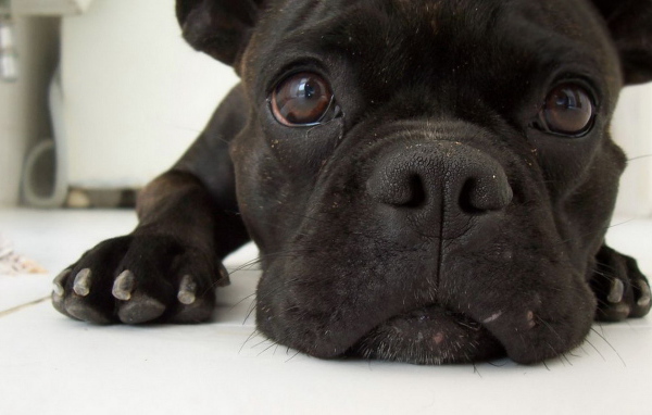 Симпатичная мордашка