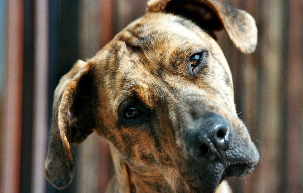 Пит-бультерьер