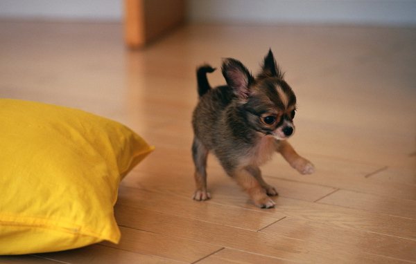 щенок Той-Терьера