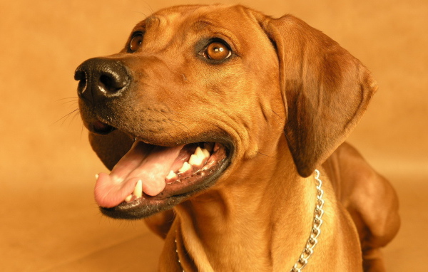 Родезийский риджбек