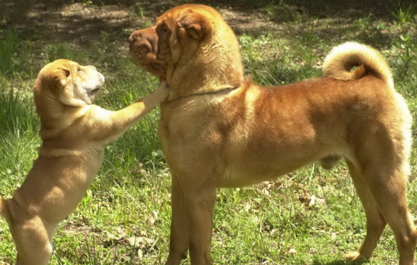 Шарпей со щенком