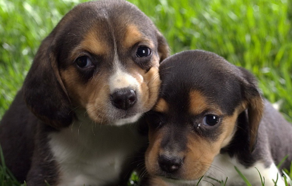 Маленькие бигли