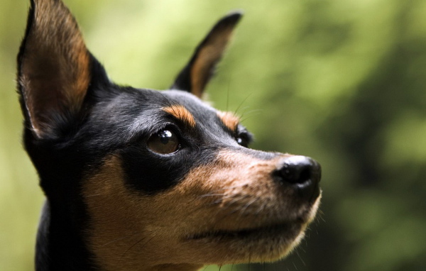 Маленький пинчер