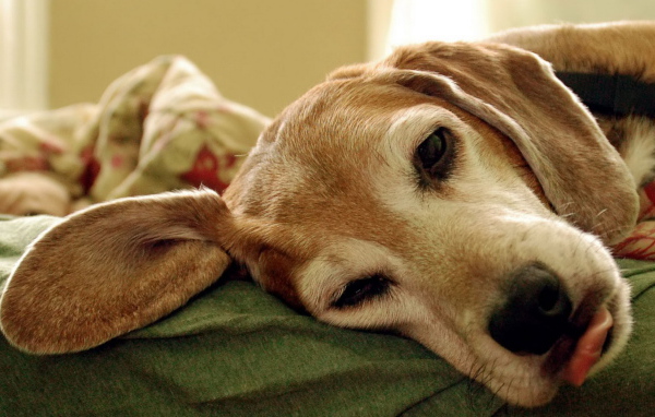 Уставший пес