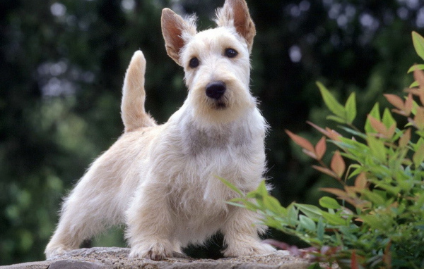 Вест-хайленд-уайт-терьер