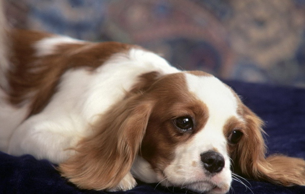 задумчивый Японский хин