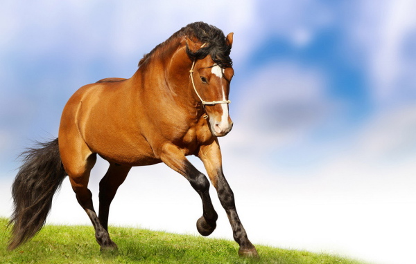Лошадиная природная грация