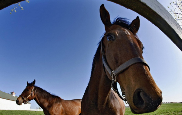 Лошадки на конюшне