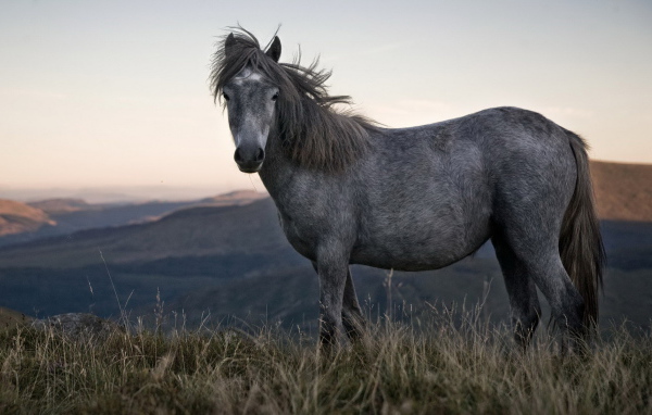 Одинокая лошадь