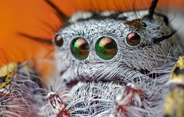 Паучьи глазки