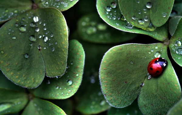 Божья коровка на листе