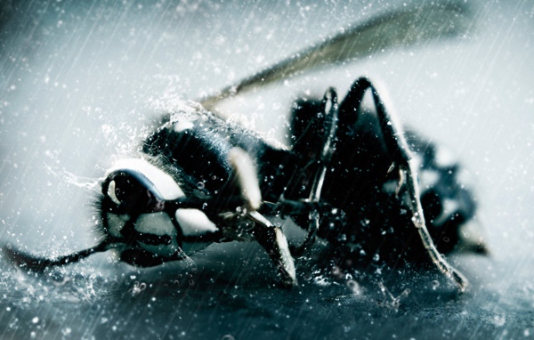 Оса в непогоду