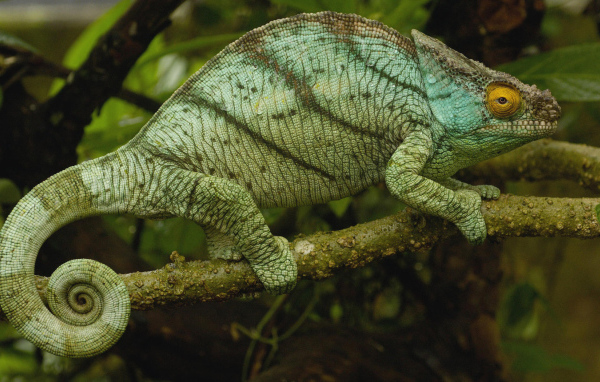 Хамелеон на ветке