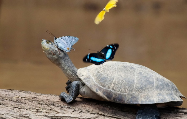 Черепаха и бабочки