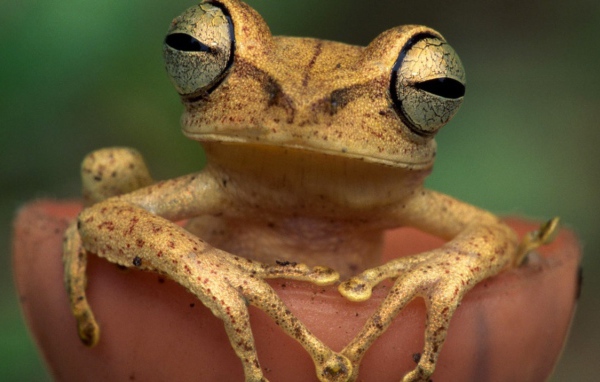 Древесная лягушка