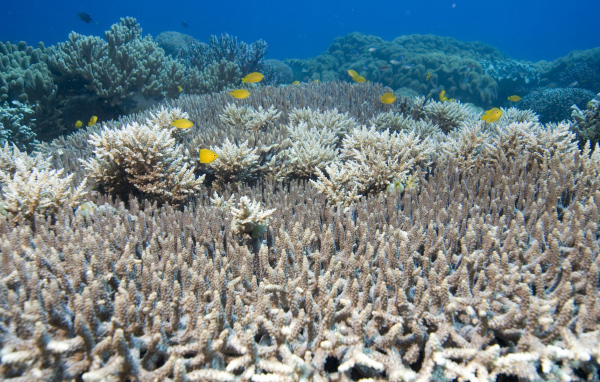 На дне Красного моря
