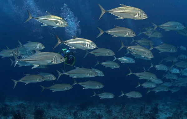 На дне моря