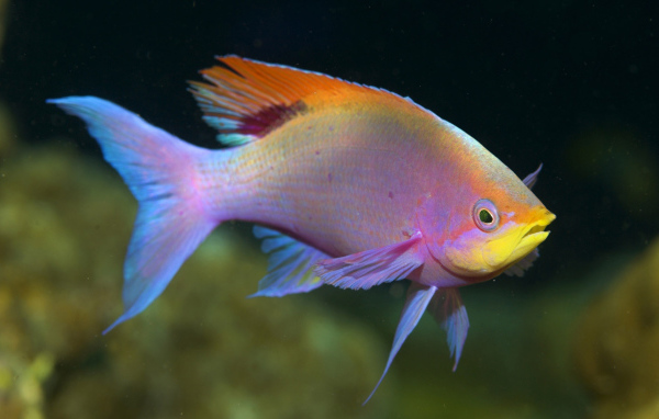 Красивая рыба