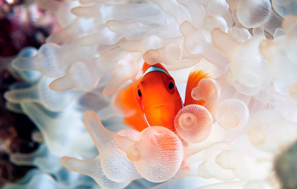 Коралловая рыбка