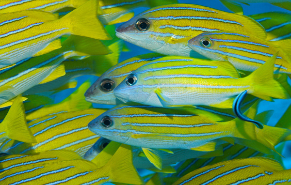 Коралловые рыбки