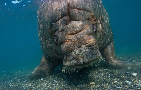 Морская корова