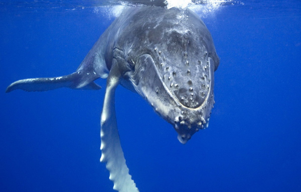 Плывущий кит