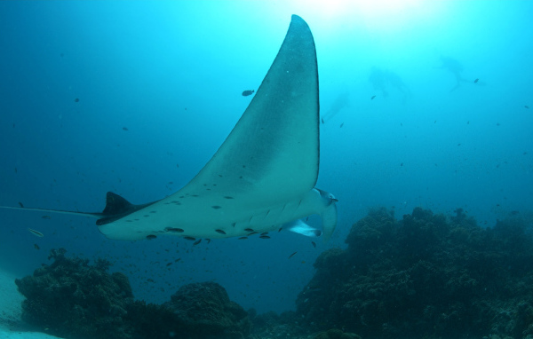 Огромный скат