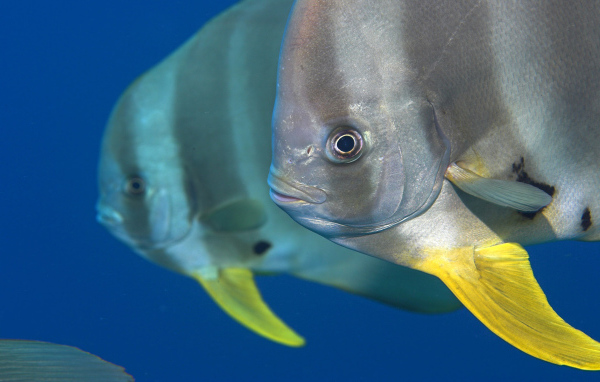 Обитатели Красного моря