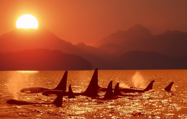 Касатки на закате