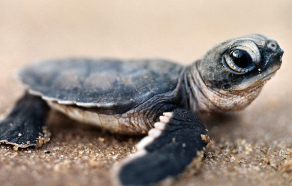 Черепашонок