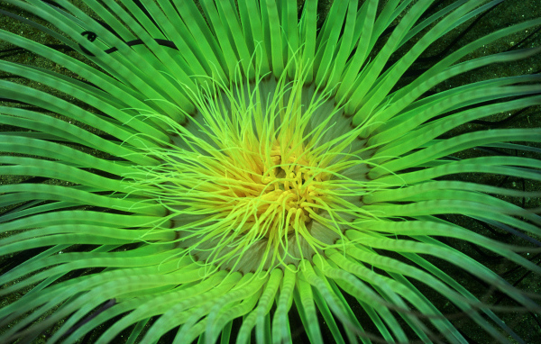 Морское растение