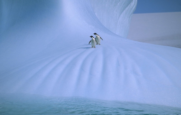 Пингвины на льдине