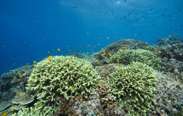 Кораллы Красное море