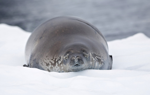 Морской лев