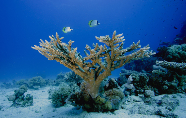 Морское дно Кораллы