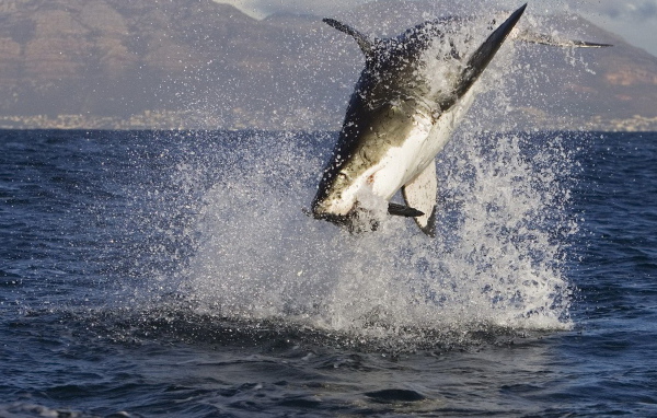 Акула в нападении