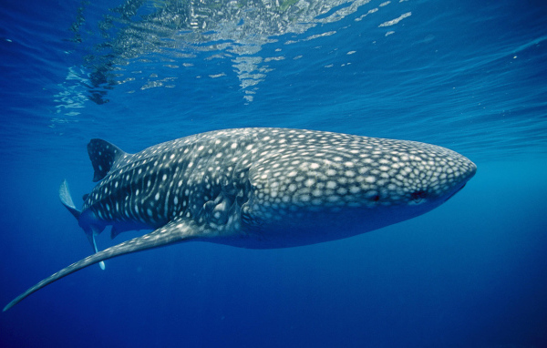 Тигровая акула