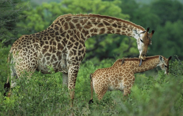 Семья жирафов