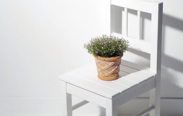 Горшок с цветком на стуле