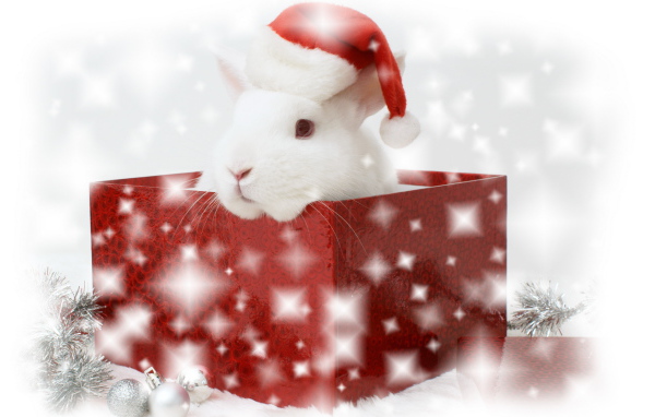 Ушастый сюрприз