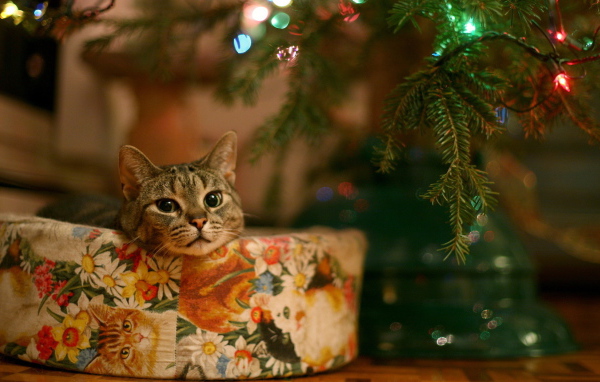 Живой подарок