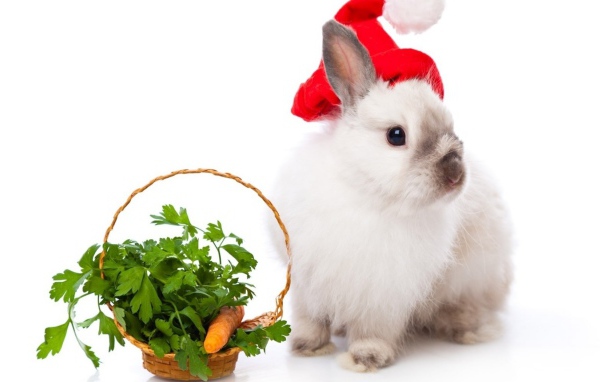 Кролик в колпаке