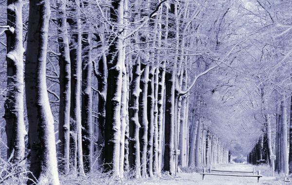 Снег в лесу